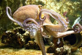 Combien de tentacules possède une pieuvre ?