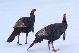What is the name of two turkeys ?