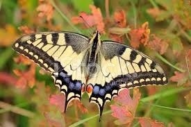 Quel est le nom de ce joli papillon ?