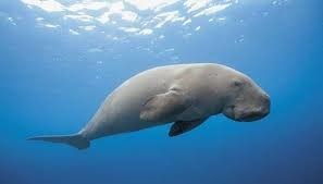 Ce mammifère marin herbivore fait partie de l'ordre de siréniens :