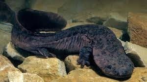 Jusqu'à 1 mètre 80 pour 65 kg ! C'est le plus grand amphibien vivant au monde...