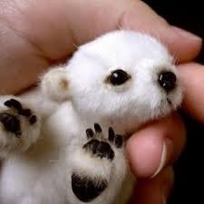 Vrai ou Faux : Le bébé de l'ours polaire est un ourson.