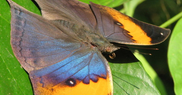 On la surnomme "papillon", trouvez son espèce !