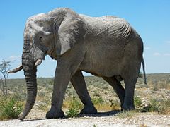 Quelles sont les différences entre l'éléphant d'Afrique et d'Asie ?