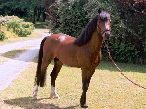 Le "Welsh" est un poney ou un cheval ?