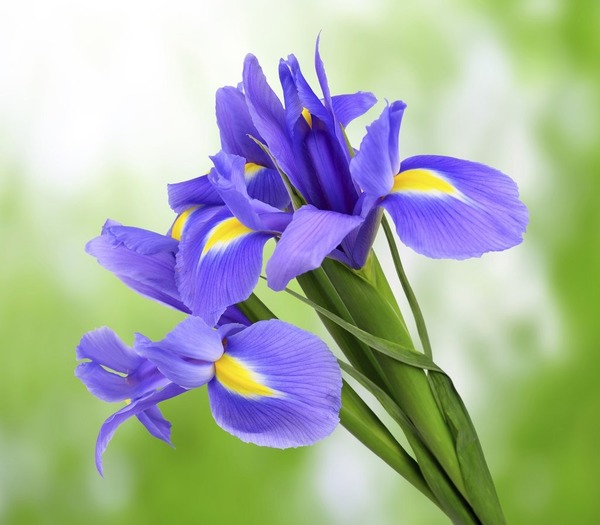 Donnez le nom usuel, le nom botanique et la famille de cette fleur ?