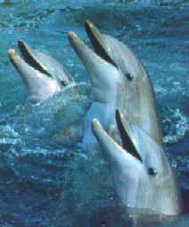 Le nom du dauphin vient du grec " Delphis " que veut dire cela ?