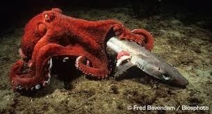 Quelle est la seule partie rigide de la pieuvre géante du Pacifique ?