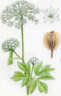 Quelle fleur fait partie de la famille des Apiacées ?