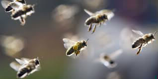 Une abeille peut nous piquer plusieurs fois.