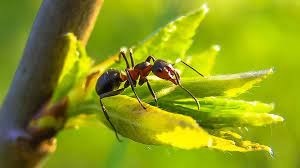 Jusqu'à quelle profondeur a-t-on retrouvé des fourmis en Asie du Sud-Est ?