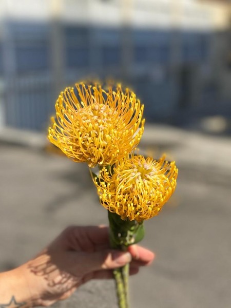Donnez le nom usuel et le nom botanique de cette fleur :