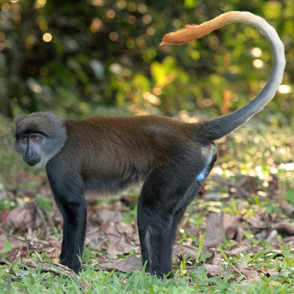 Quel est le nom de ce mammifère emblématique du Gabon ?