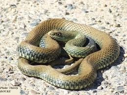 En France métropolitaine, combien de serpents sont appelés couleuvres ?