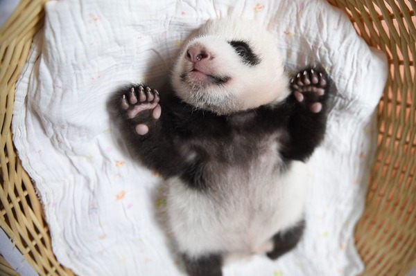 Combien mesure un panda à la naissance ?