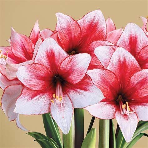 Donner le nom botanique de cette fleur :