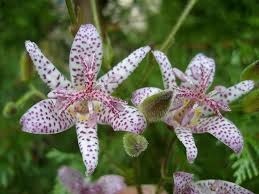 D’où vient le mot orchidée ?