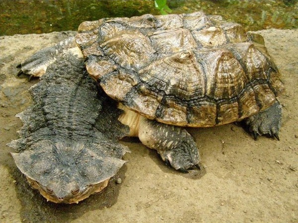 Cette tortue d'eau douce à l'apparence singulière vit en Amérique du Sud...