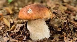 Le champignon est-il un végétal ou un animal ?