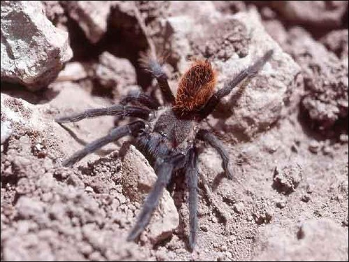 La Brachypelma (Euathlus) vagans est une araignée qui n'est pas terrassière, qui ne peut creuser des galeries :