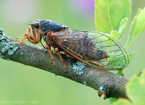 Quel insecte chanteur est le symbole de la Provence ?