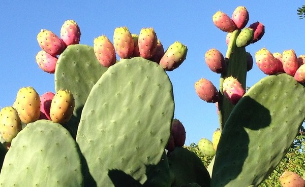Combien de loges comporte la baie du fruit du cactus ?