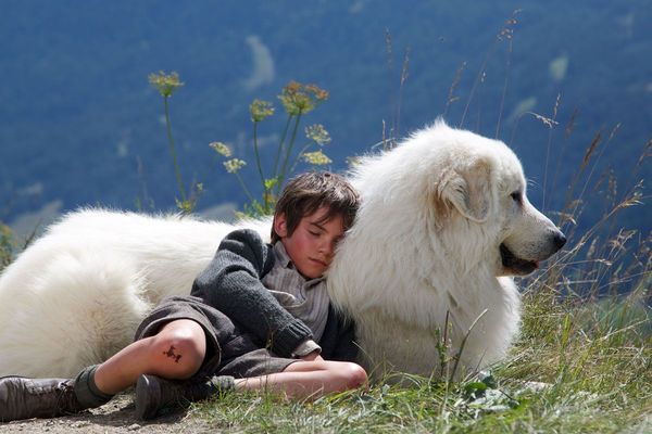 Le grand chien blanc de Belle et Sébastien est un...