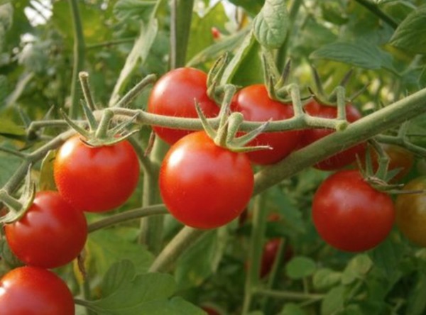Vrai ou Faux, la tomate est un légume ?