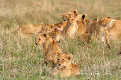 Les lions vivent en clans familiaux, combien d'individus y a-t-il dans un clan ?