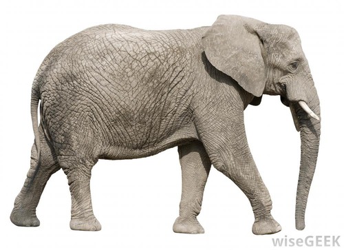 Combien a de pattes un éléphant ?