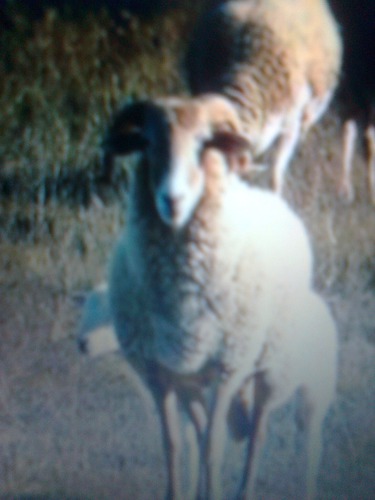 D'où est originaire le mouton "DAMARA" ?