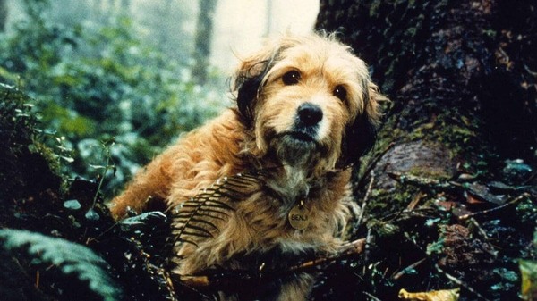 Qui est ce chien héros d'un long-métrage Disney en 1987 ?