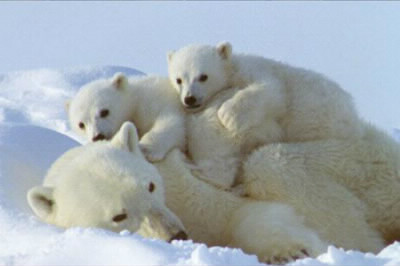 L'ours blanc est un animal :