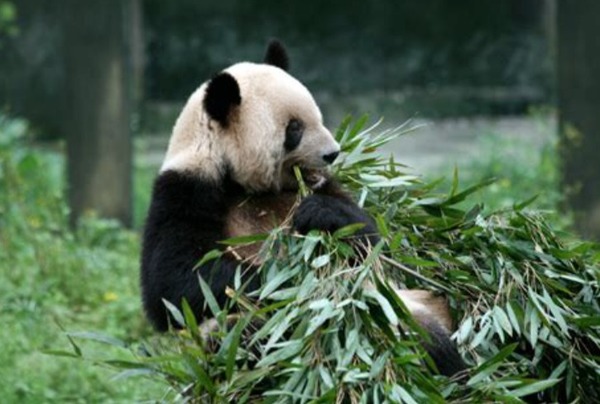 Vrai ou Faux, le panda est un animal herbivore ?