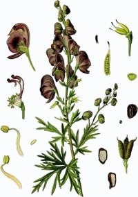 Donnez le nom usuel de cette fleur :