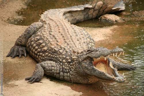 Quel est ce crocodile ?