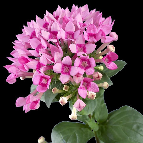 Donnez le nom usuel et le nom botanique de cette fleur :