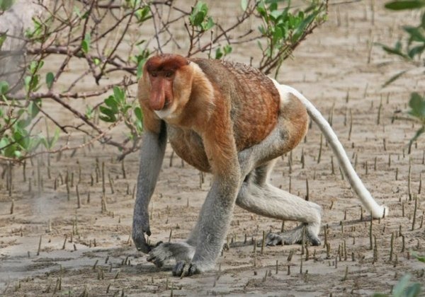 Quel est le nom de l'espèce de ce singe au physique assez disgracieux, il faut bien l'admettre ?