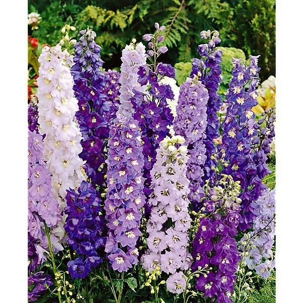 De quelle famille fait partie cette fleur ?
