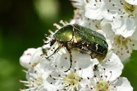 Ce joli scarabée est...