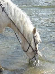 Comment s'appelle la partie qui est au dessus des yeux et qui est creuse lorsqu'un cheval manque d'eau ?