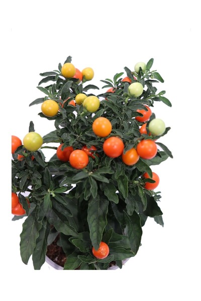 Donnez le nom usuel et le nom botanique de cette plante ?