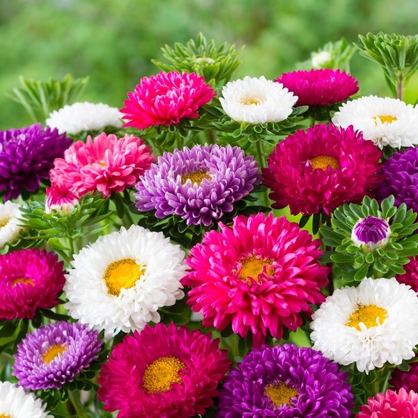 Donner le nom botanique de cette fleur :