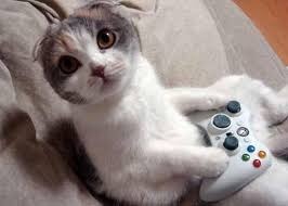 Est-ce que les chats peuvent jouer aux jeux vidéo ?