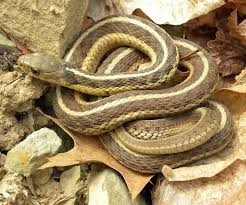 Quelle espèce de serpent est la plus commune au Canada ?