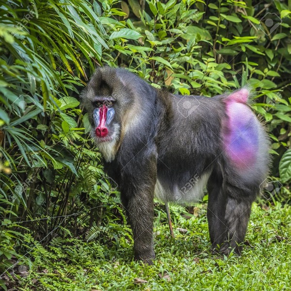 Dans quel continent trouve-t-on le mandrill, apparenté au babouin ?