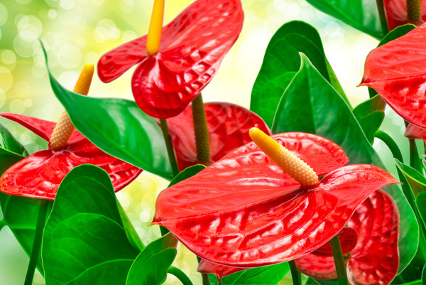 Donnez le nom usuel, le nom botanique et la famille de cette fleur: