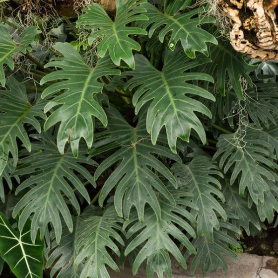 Donnez le nom usuel et le nom botanique de cette plante :