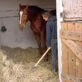 Il prend soin des chevaux à l'écurie :