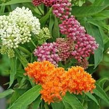Donnez le nom usuel, le nom botanique et la famille de cette fleur ?